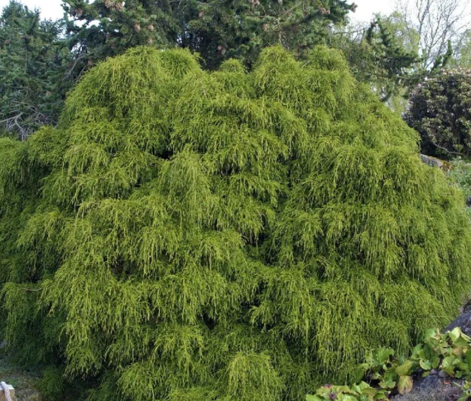 ����������� �������������: ������� ������� ��� ������ ����