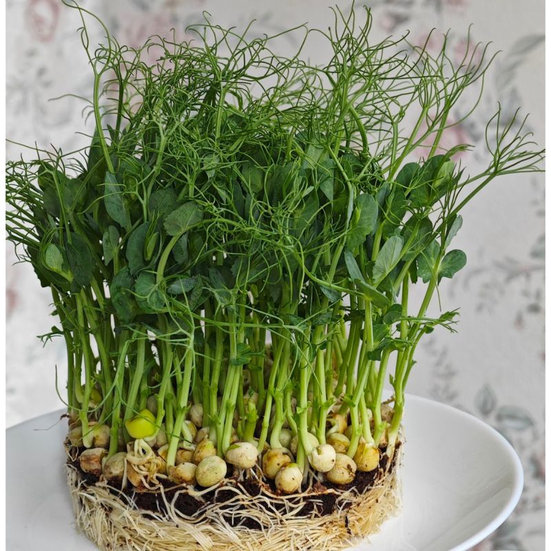 �����������: ��� ��������� ������ ����������� ���� �����