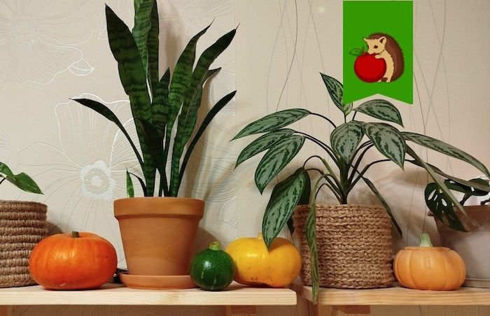 ���� �� ������� ���������� ����� ������������: ���������� �������� ��� ������ � �������� �������