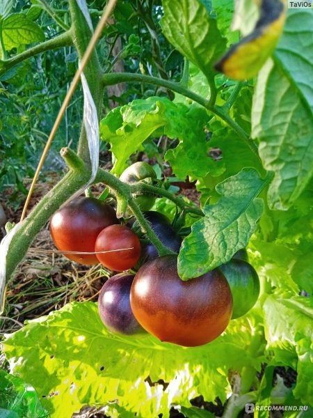 ����� ���������� ���������: ��������� ���������� ����������� � �����