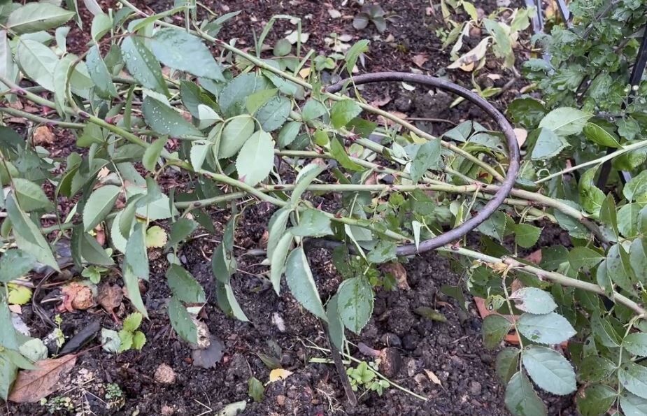 ��� ������ ����������� ���� � ����: ��� �������� � ��� ��������