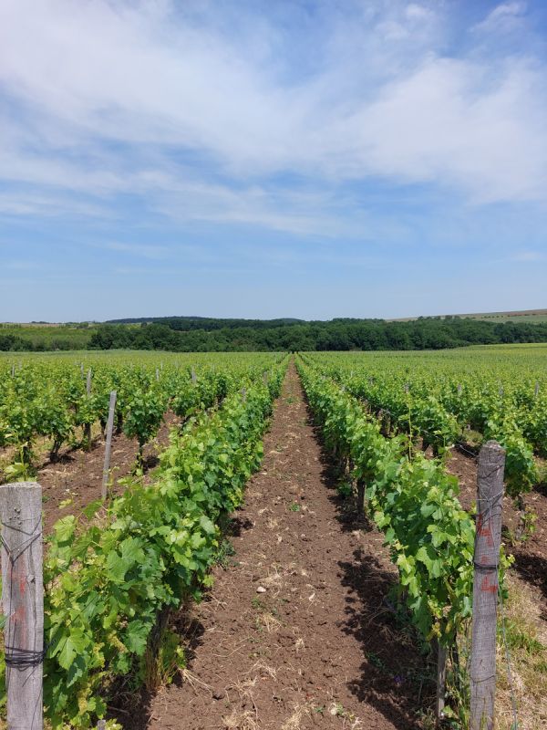 Подмосковье становится официальным винодельческим регионом