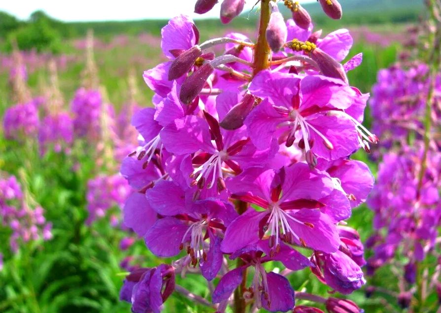 Иван-чай кипрей узколистный и его практическая польза для повседневной жизни