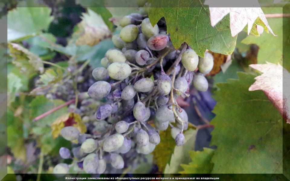 ������ ��������� ��������� ����: ����������� ������� � ������� ������������