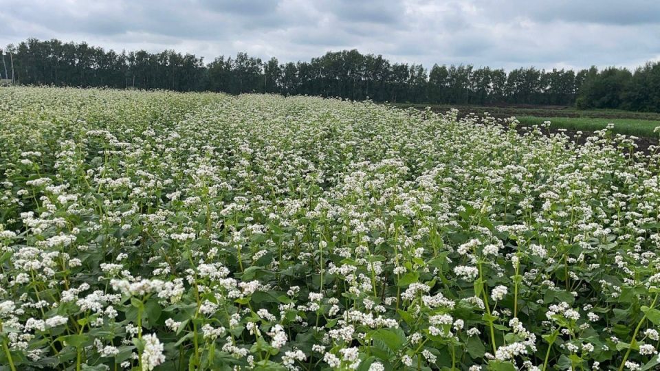 Гречиха в 2026: выбираем лучшие сорта для успешного урожая