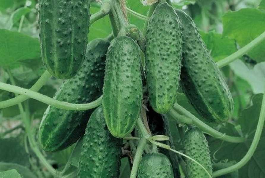 Три игривых сорта огурцов, которые не подведут на грядке