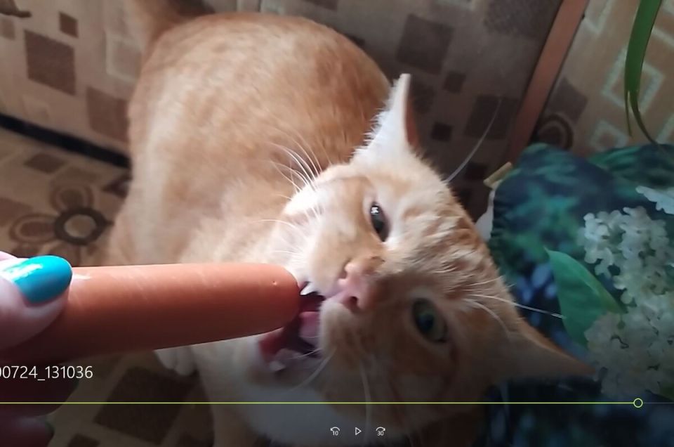 Почему коты не могут отличить натуральное мясо от подделки?