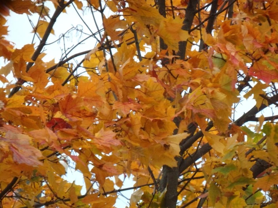 Осень на подходе: какие приметы предсказывают погоду?