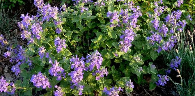 Котовник: идеальный многолетник для вашего сада