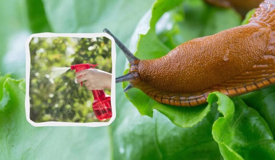 ��� ���������� ���������� �� ������� �� ������� � ������� ��������� �������