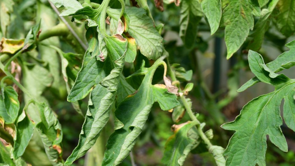 ������ ������ ��������� ������������ � ��� � ���� ��������