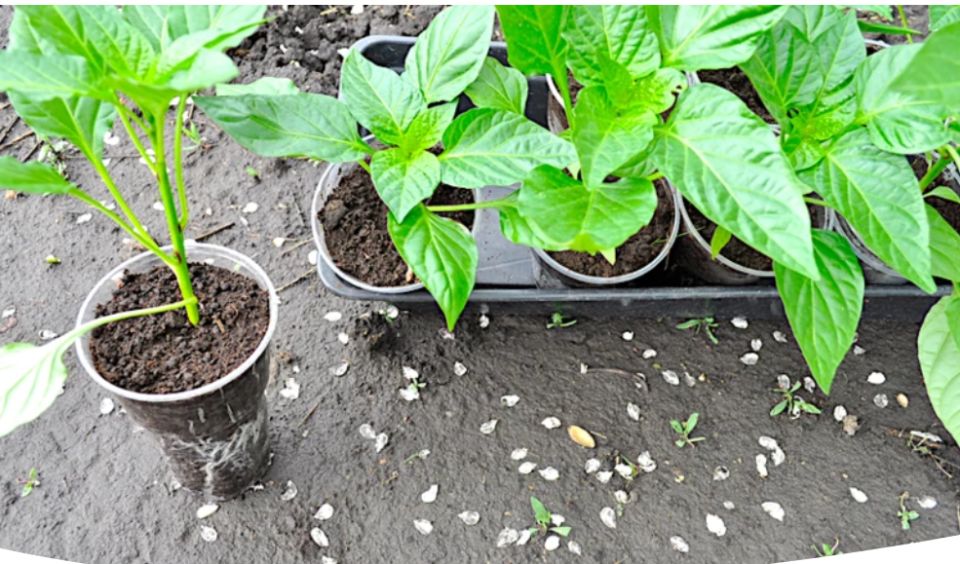 ��� ��������� ���������� ������� �����: �������� ������ ��� ����������